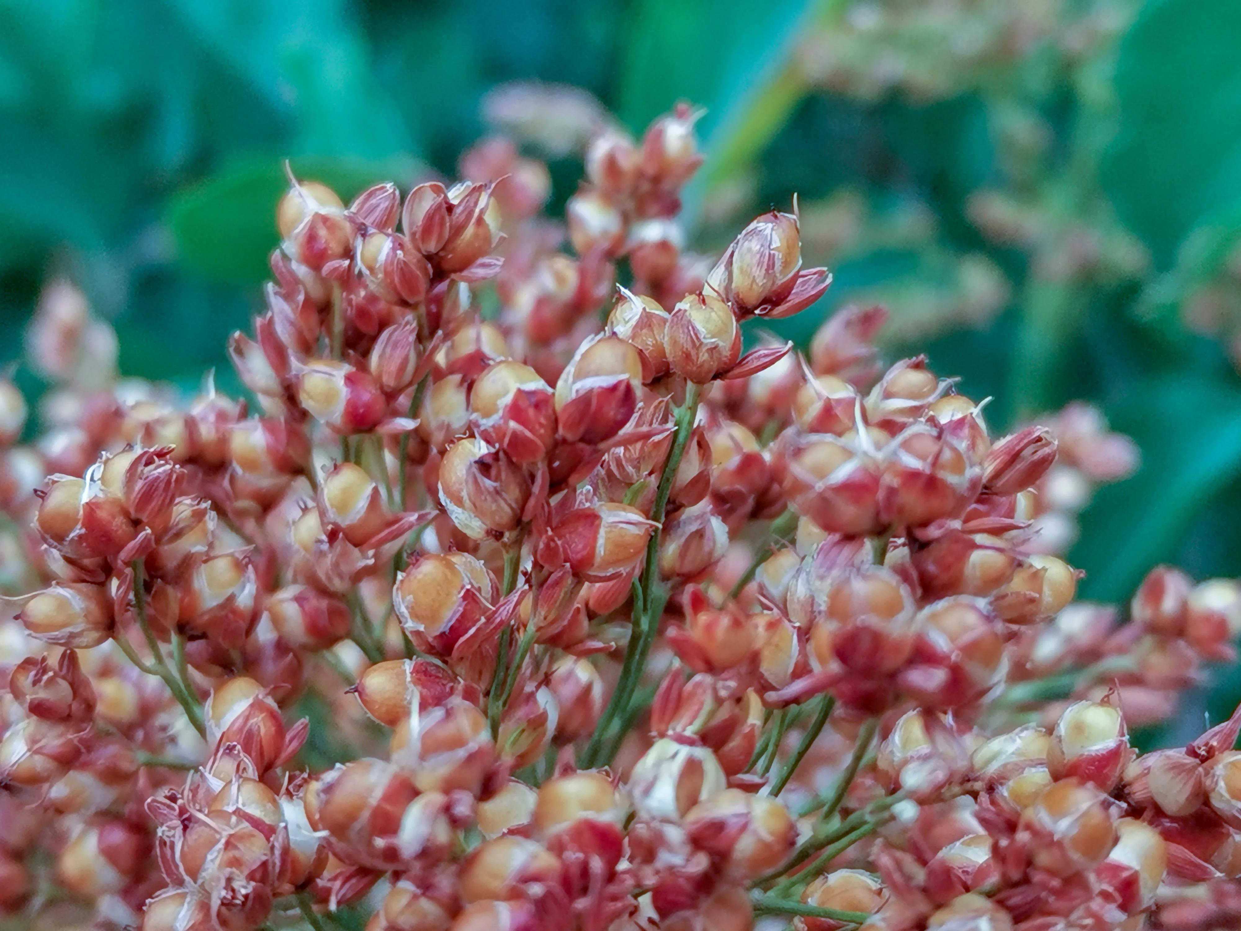红高粱印象白啤,红高粱印象原浆