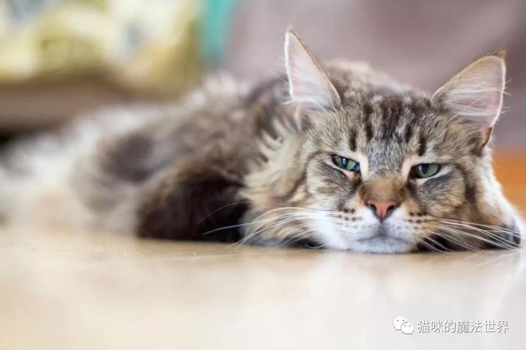 猫咪品种大盘点,猫咪品种大全100种