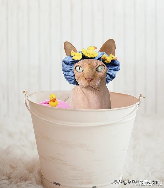 辟谣：无毛猫不是一个猫品种，也算不上是猫咪过敏者的福音