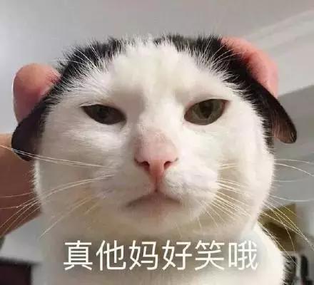 有没有办法让猫咪拉屎不臭,猫咪嘴臭是怎么回事