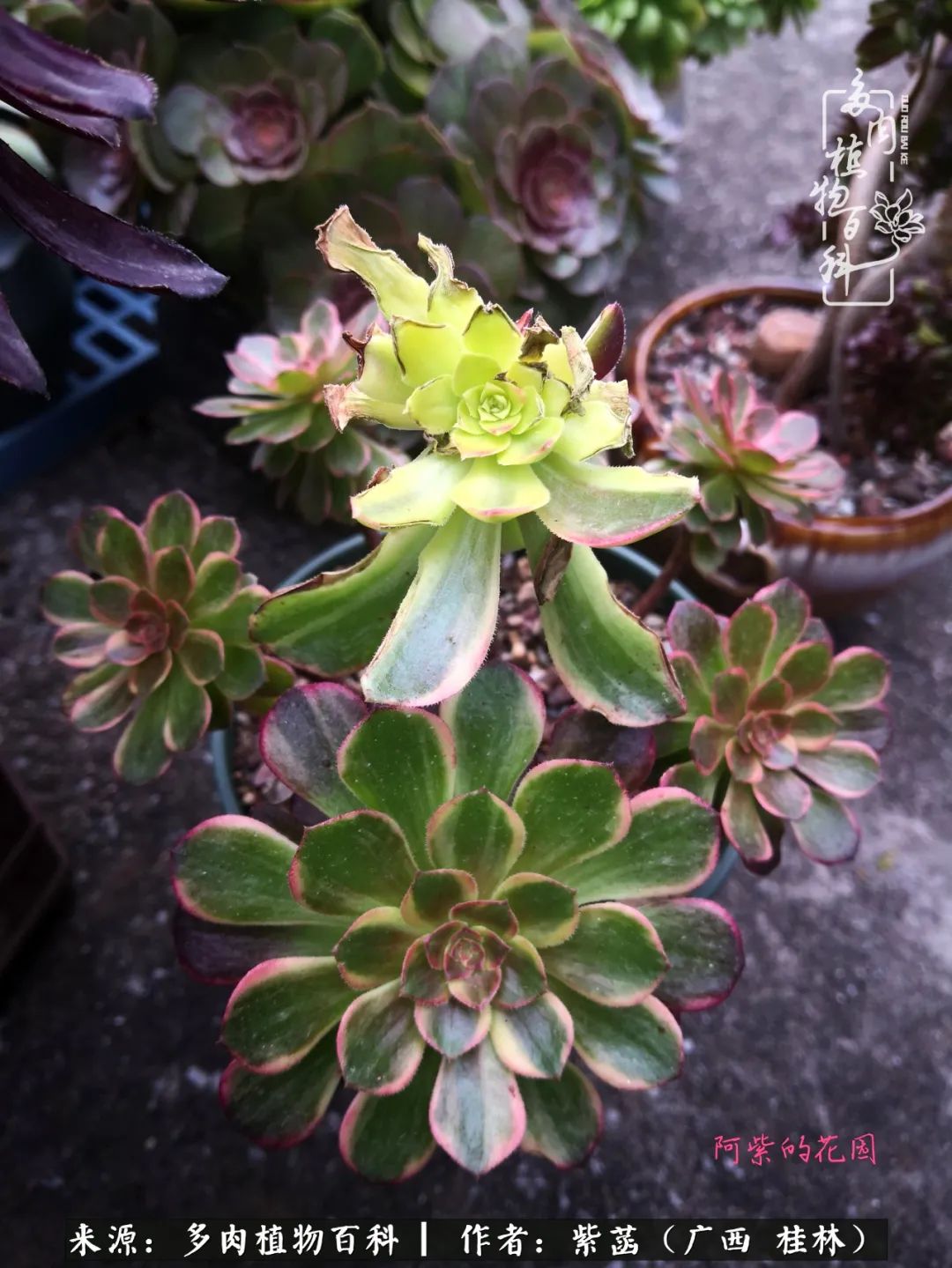 如何在夏天买的多肉度夏,多肉度夏好帮手