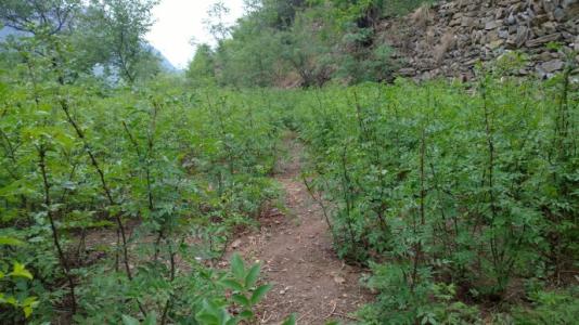 青椒种植技术与花椒种植管理,花椒树的种植技巧和方法