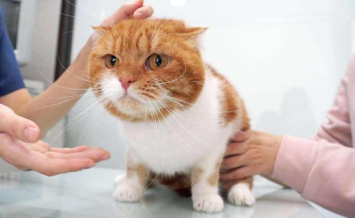 猫咪能吃肉松面包吗,猫咪能不能吃面包呀