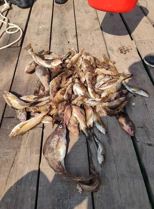 小平岛船钓视频,小平岛船钓钓点