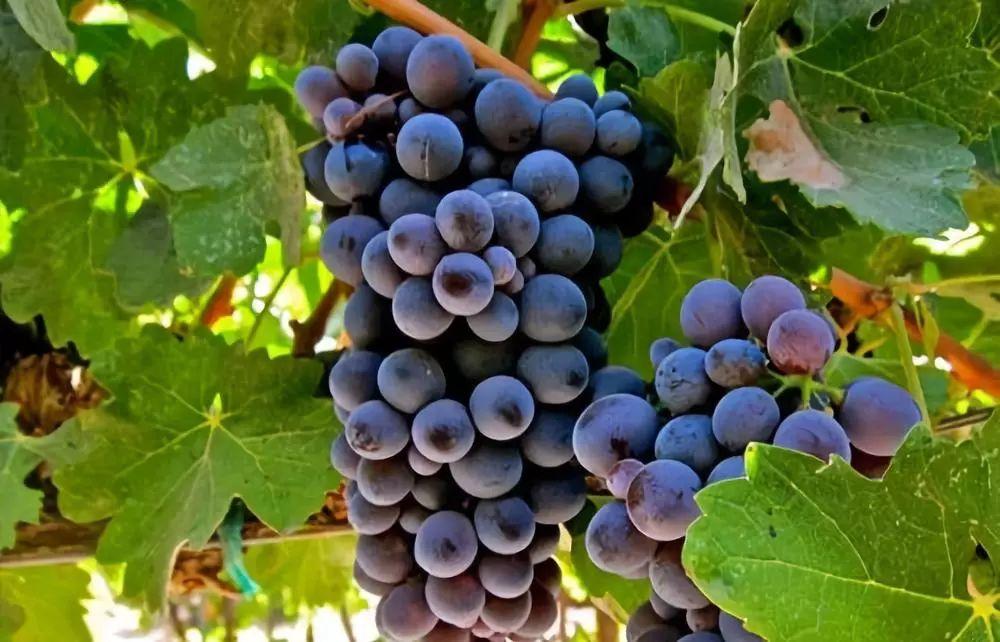 梅洛波尔多葡萄酒,梅洛法国红酒