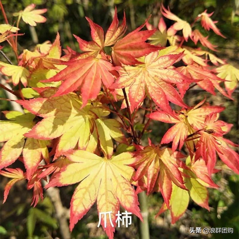 中式庭院藤类植物,枫树和紫藤