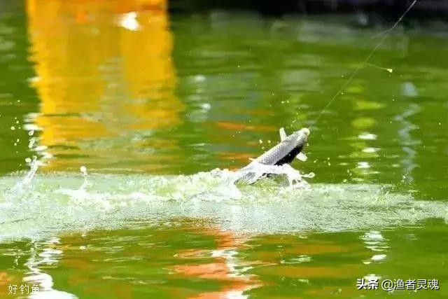 黑坑偷驴实战教学,黑坑后期偷驴必学绝技