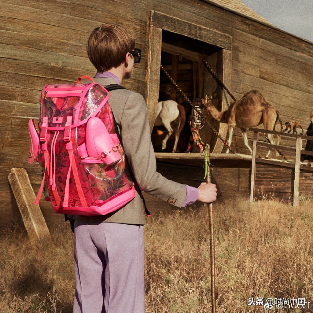 倪妮同款小猫咪,倪妮李宇春奇妙的动物