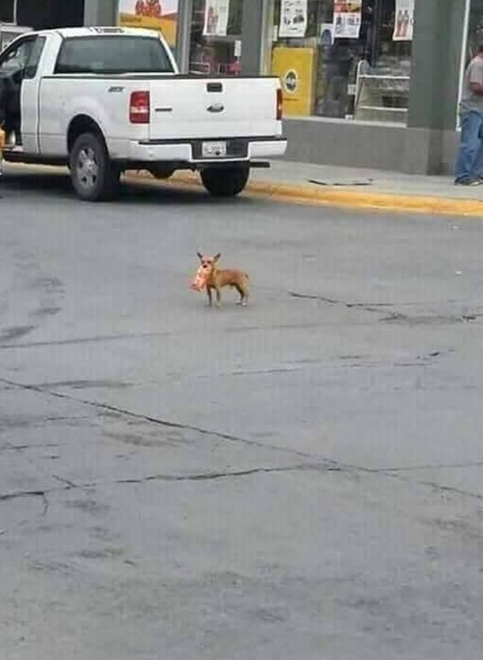 隔离中零食没了,主人灵机一动“派狗代购”,最后他被感动哭了