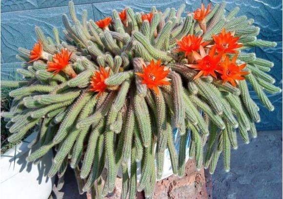 十二属相对应的植物,十二生肖中最罕见的植物