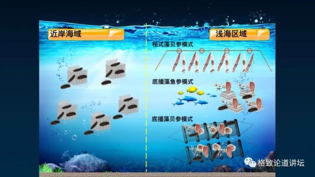 除了能提高人体免疫力，这个“肥宅”还是海底清道夫