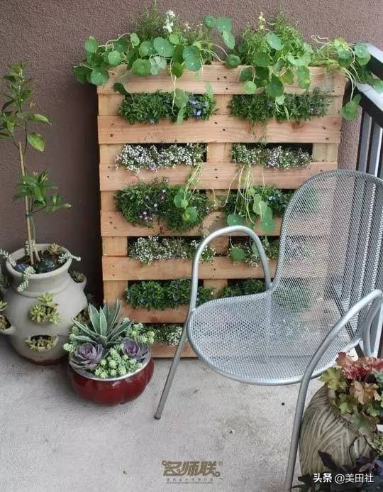 怎样在纸上种菜,纸上种菜的技术很简单