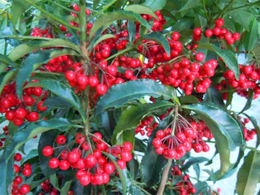 紫金牛的养殖,紫金牛如何养