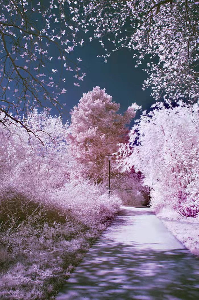 代表中国的国花有哪些,中国的各国的国花是什么花