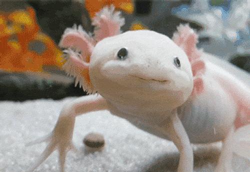 六角恐龙攻击金鱼,六角恐龙暴躁一直撞来撞去