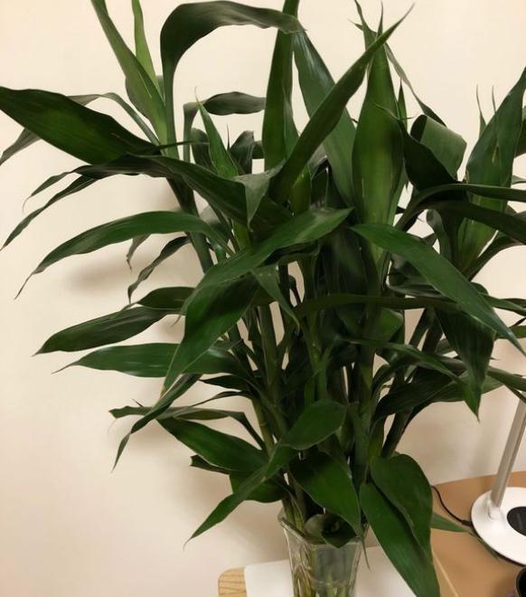 养富贵竹最正确方法,怎么样才能让富贵竹养活