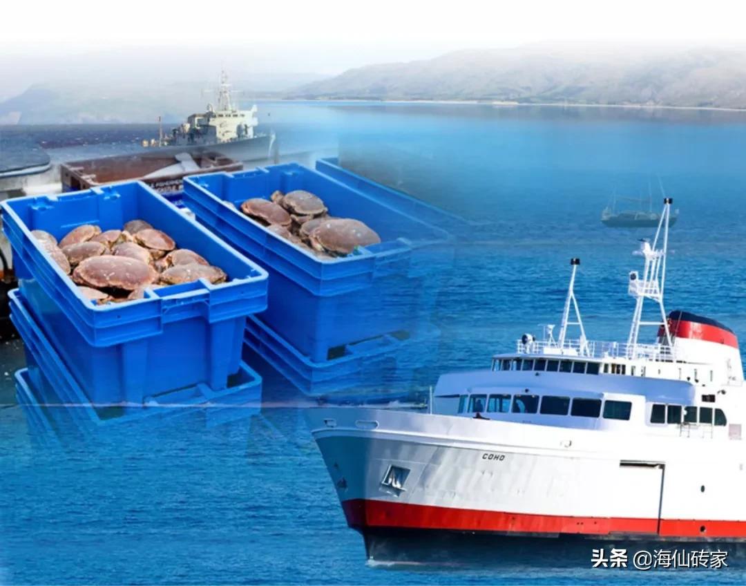 面包蟹和帝王蟹谁最厉害,面包蟹帝王蟹都是从哪里进口