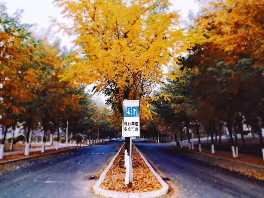 辽宁中医药大学杏林学院规模,辽宁中医学院杏林学院的排名