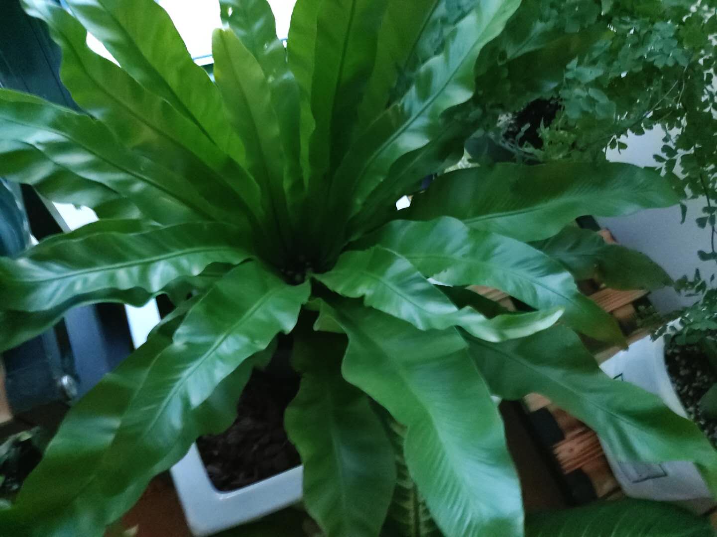 家庭”养花“，怎么选”肥？无需多用，2种“就够”