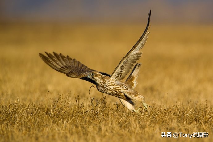 深度揭秘拍摄鸟类,如何拍鸟这些鸟类摄影技巧要学会