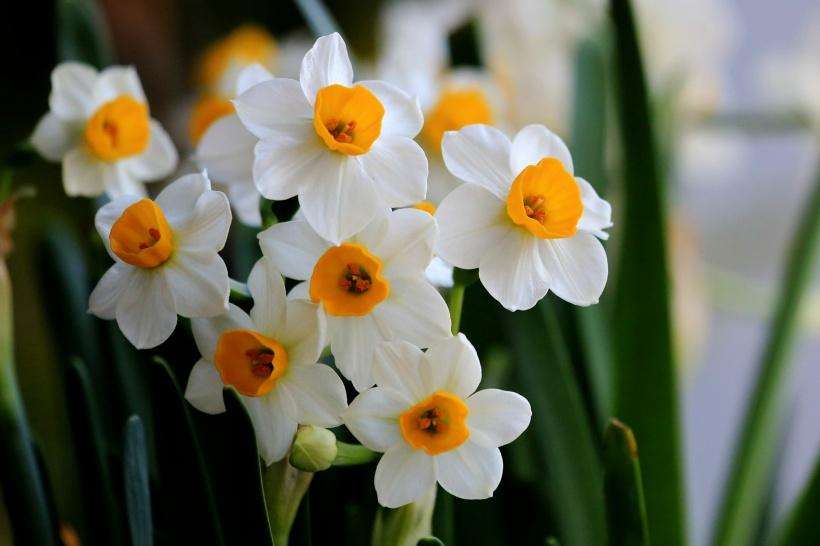 别人过年都养花，他偏爱“洋葱头”，笑话他的人，最后直喊羡慕！