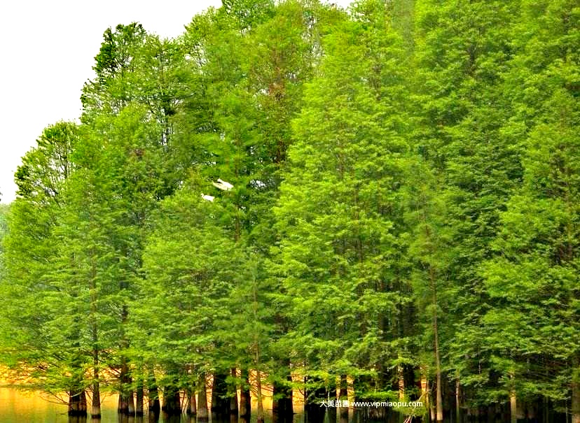 湖北恩施水杉在哪里,恩施水杉公园