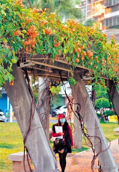 春满鮀城：“云”端繁花也醉人