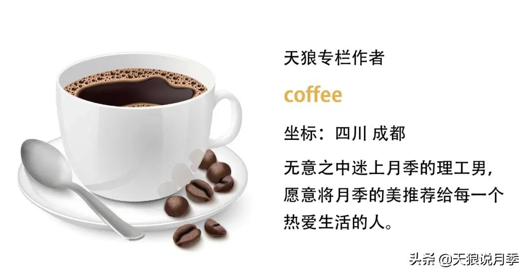 全球最香的十大香水月季,清新淡淡的月季花香水推荐