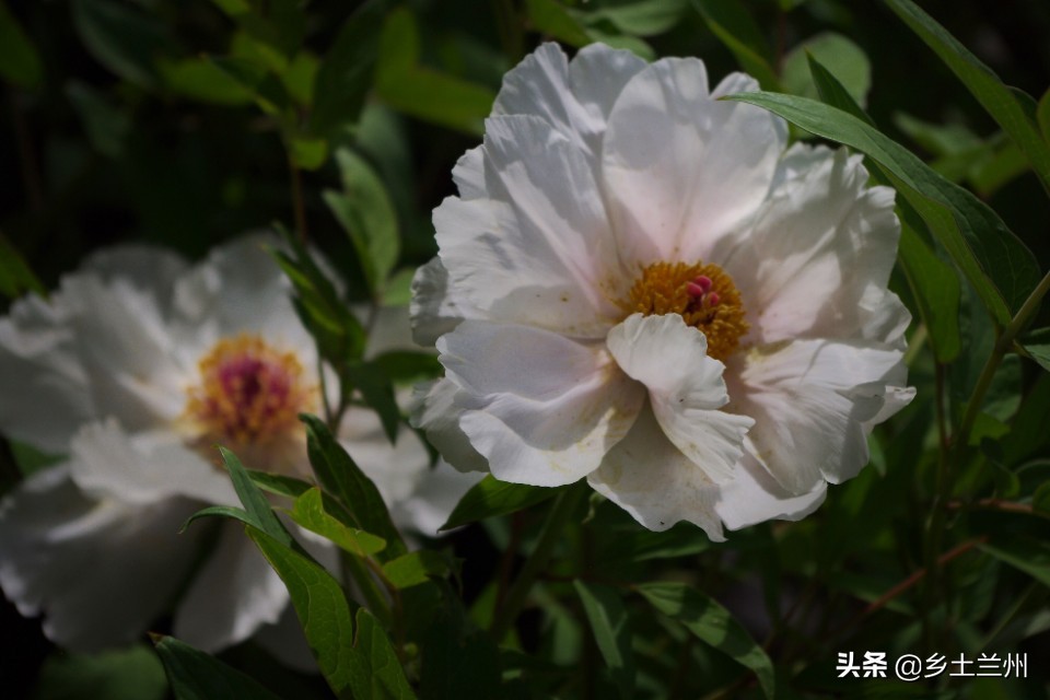 芍药花开的季节等你欣赏,芍药花开如诗如画