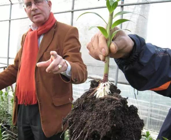 卷丹百合种球繁殖步骤图解,百合种球萌芽1厘米了怎么养护