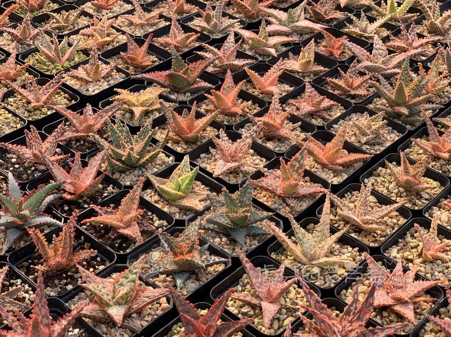 园艺观赏芦荟,园艺芦荟图鉴说明