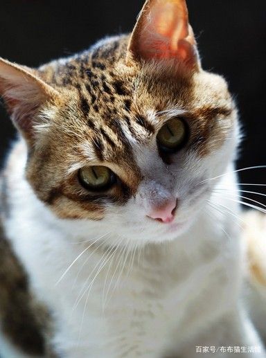 国货猫品种大全,最便宜的国产猫品种是什么