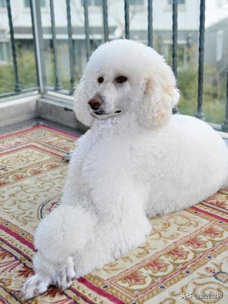 狗狗有泪腺怎么办,狗狗有泪腺怎么擦