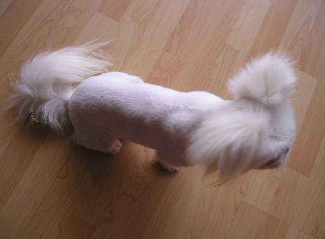 狗狗十种皮肤病,狗狗得了皮肤病看兽医