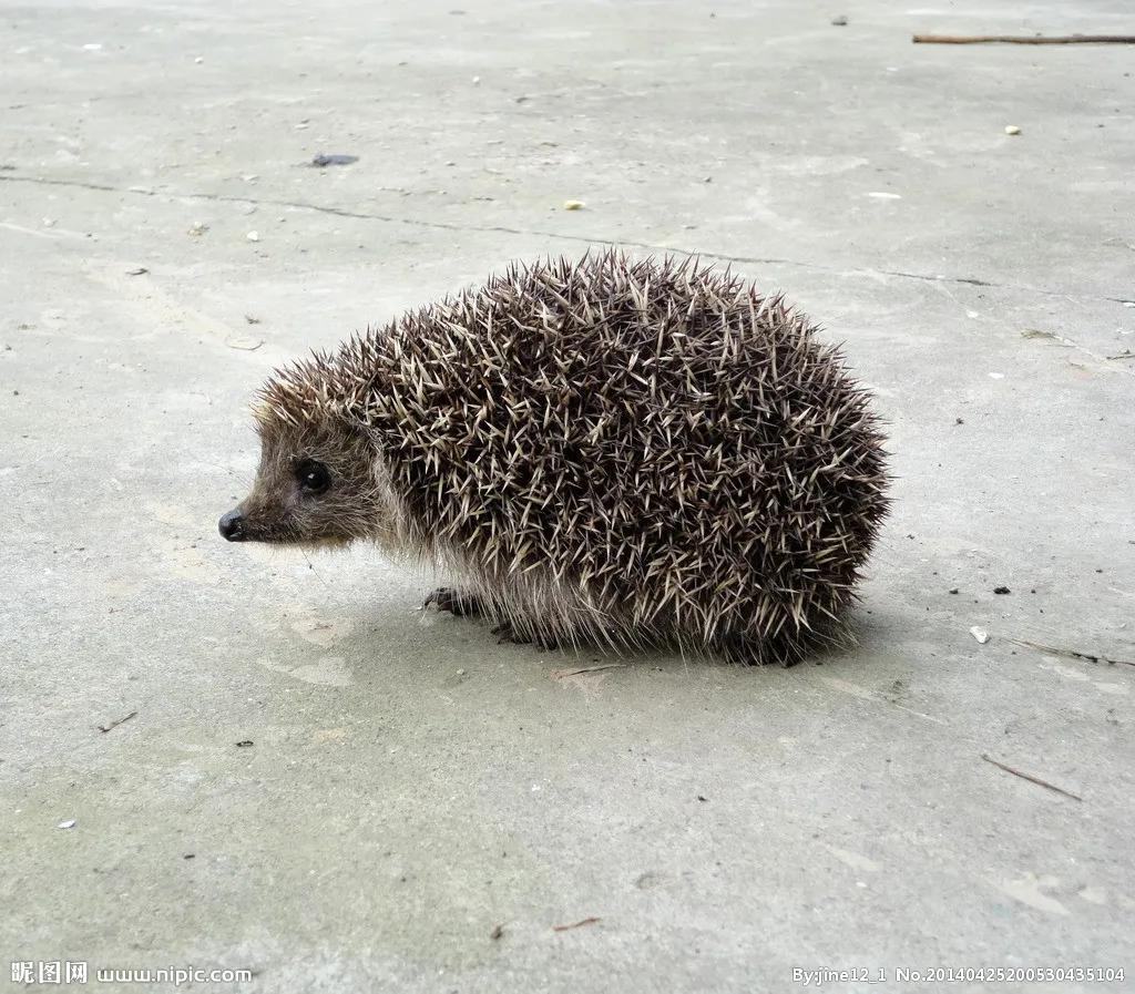 捡的刺猬为什么不能带回家,刺猬能随便捡回家吗