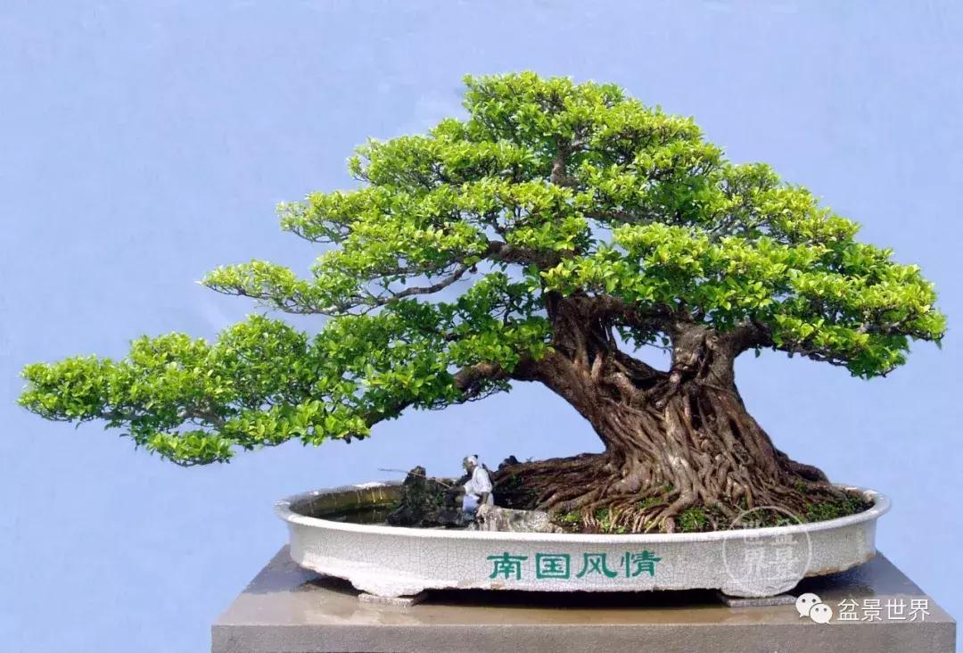 安徽黄山鲍家花园镇园之宝600万元的镇园之宝是如何炼成的？