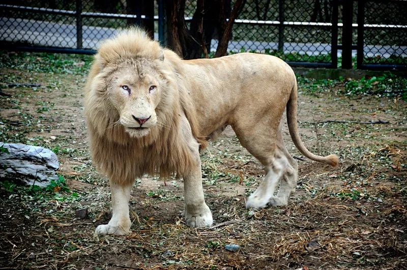 合肥首家室内动物园在哪,合肥新桥动物园