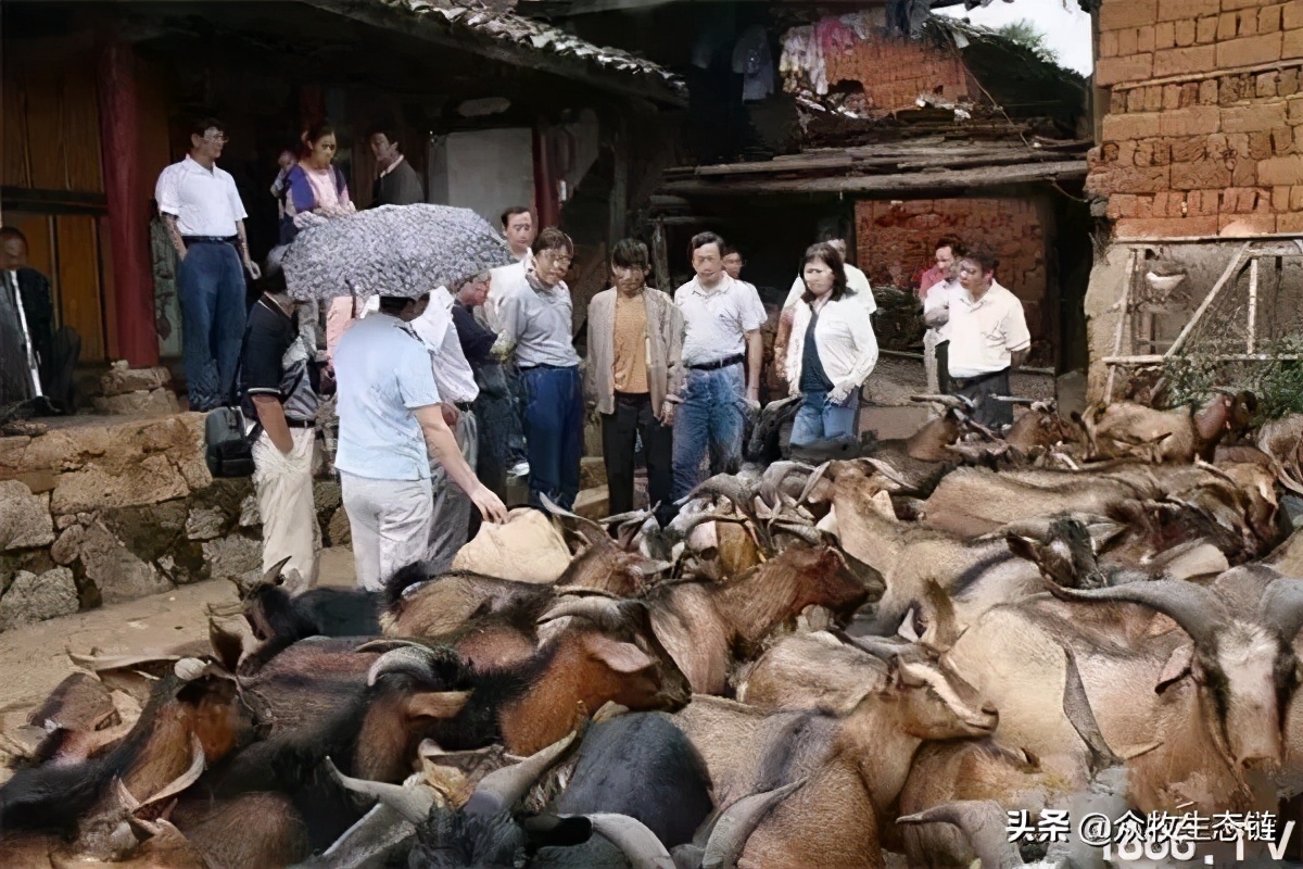 世界上最好的羊是哪个羊,世界最好的羊排名前十