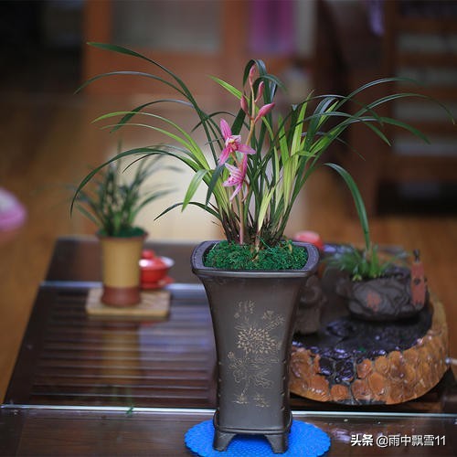 建兰习性和养护,建兰的养护和管理方法