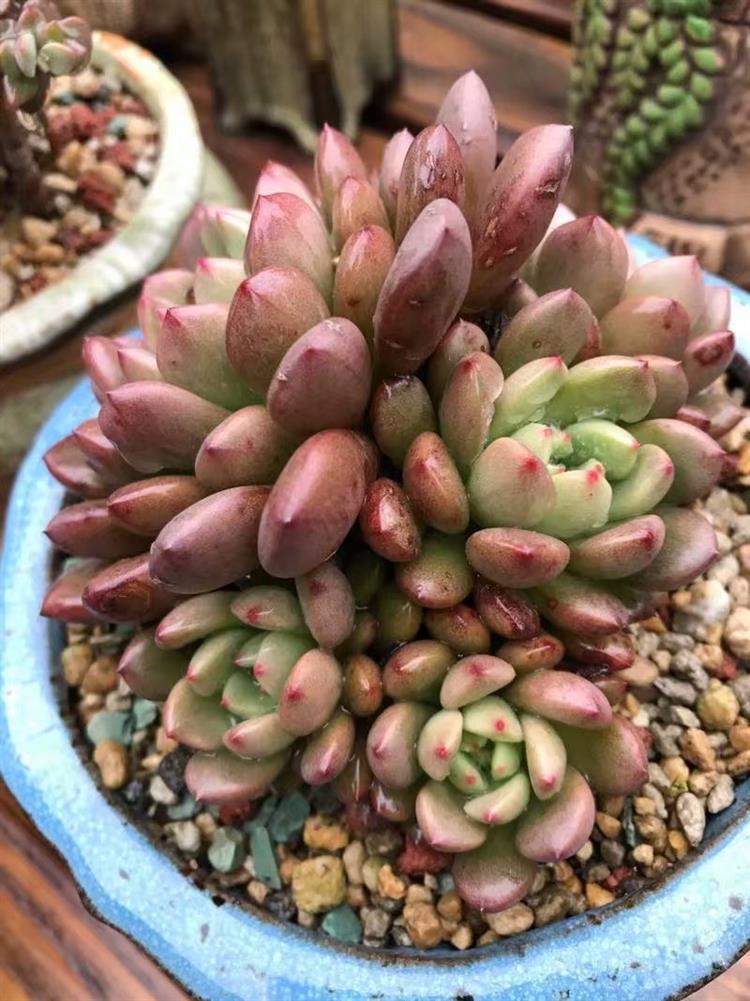 多肉植物需要悉心照料吗,多肉植物照料