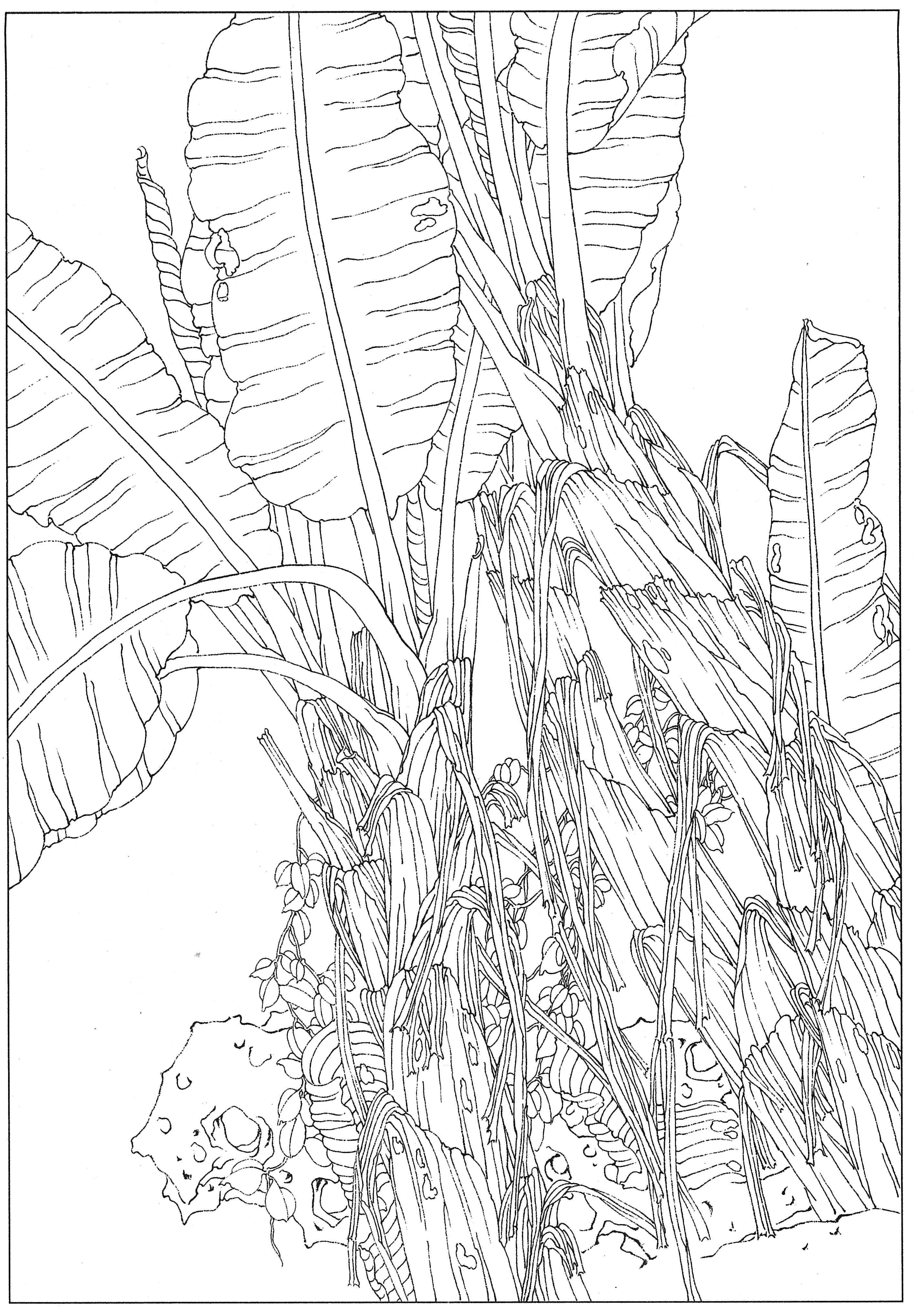 徐渭国画芭蕉作品,临摹徐渭墨梅芭蕉图