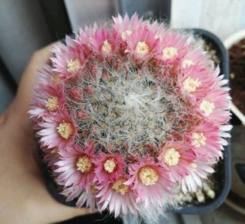 101个仙人球品种,101种仙人球开花图片