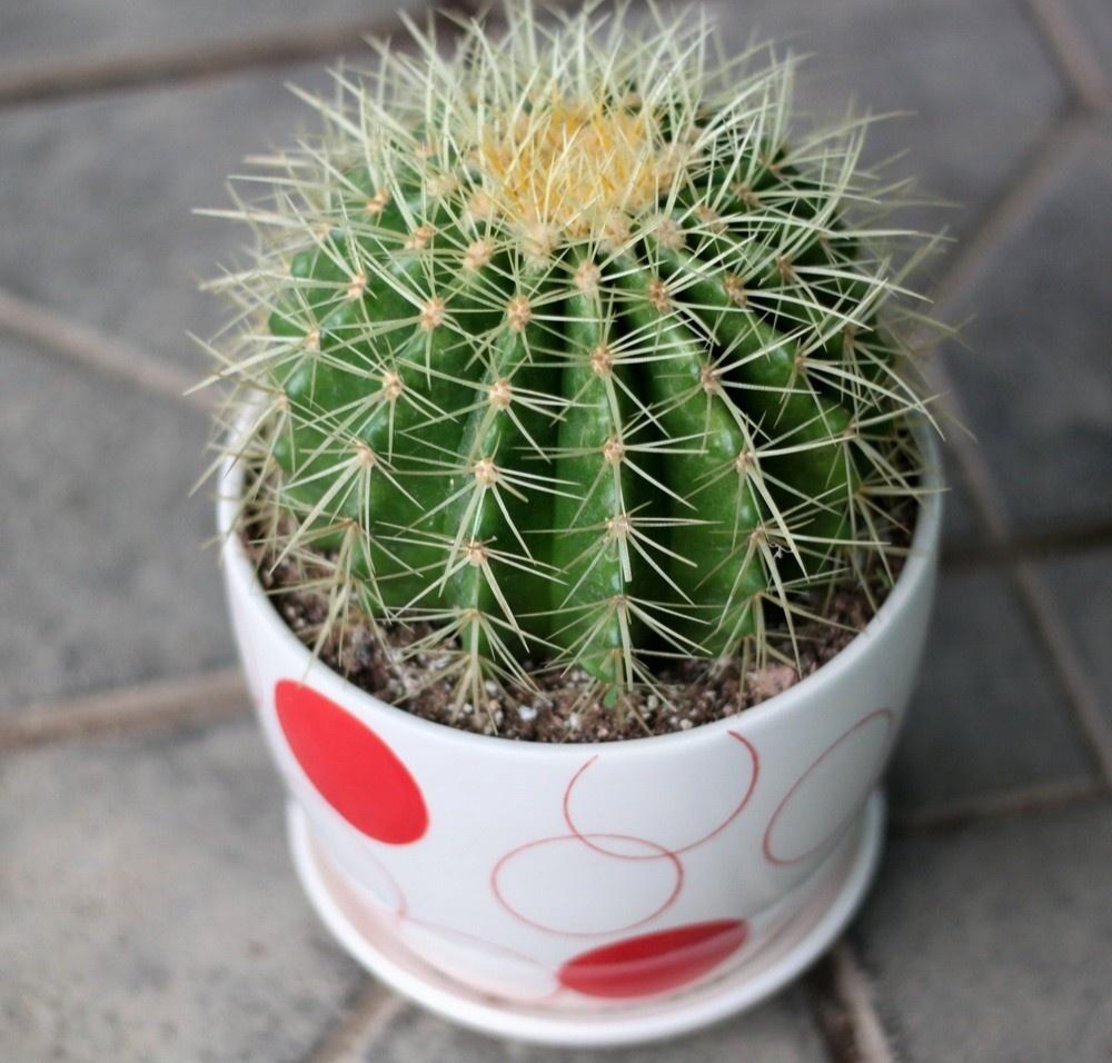 22种花耐旱耐热,天冷种花要注意什么