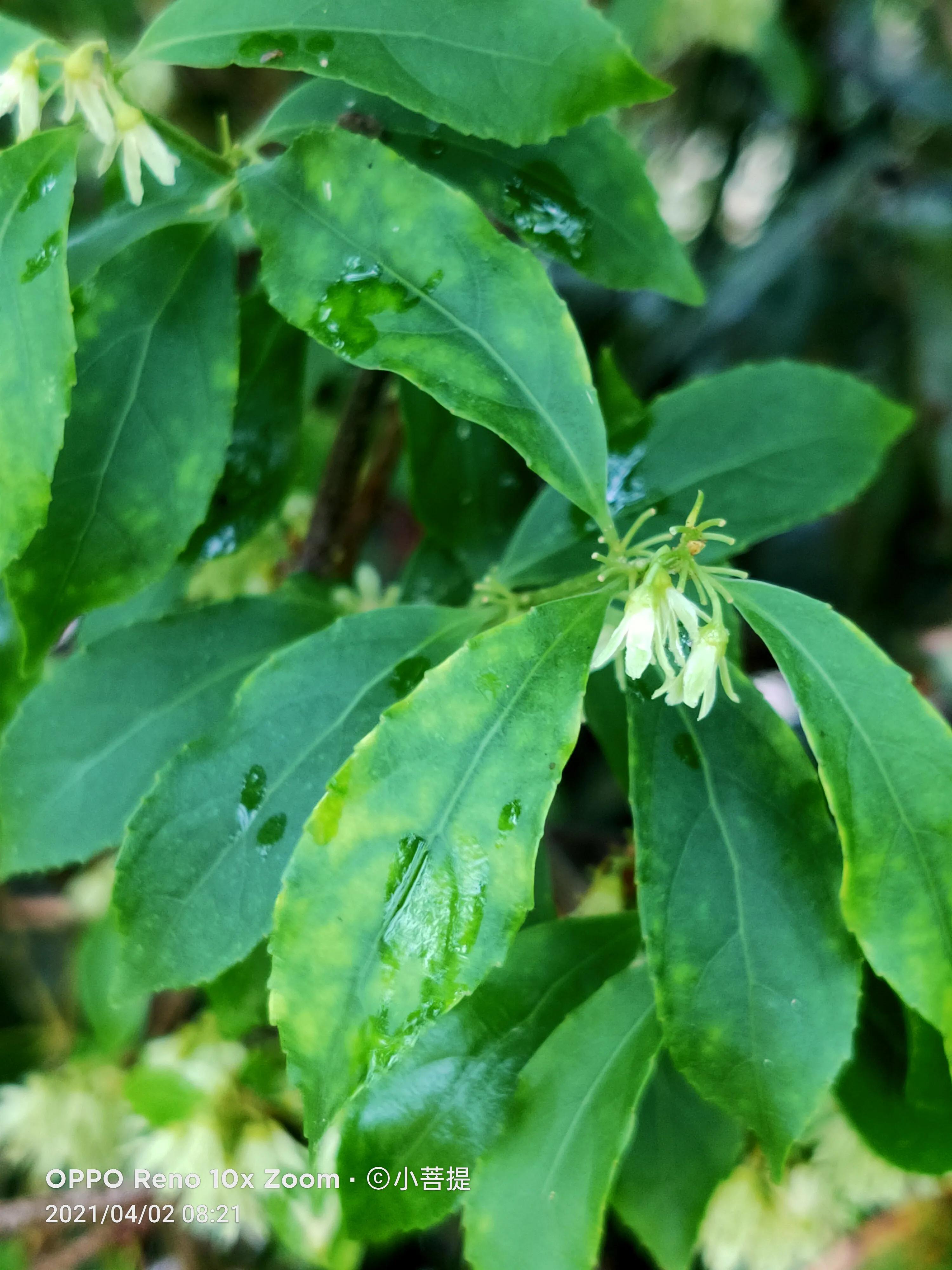 清明时节开花的花草有哪些,早春时节各种植物的样子