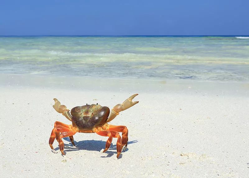 蚂蚁和羊肠是怎么把你和你“缝”在一起的?