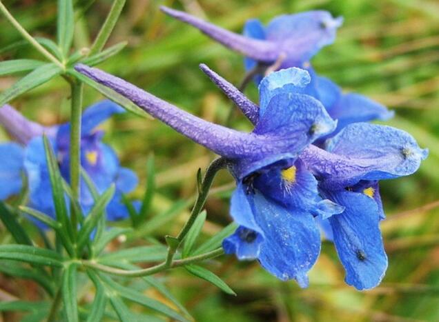 飞燕草苗期管理,飞燕花养护技巧