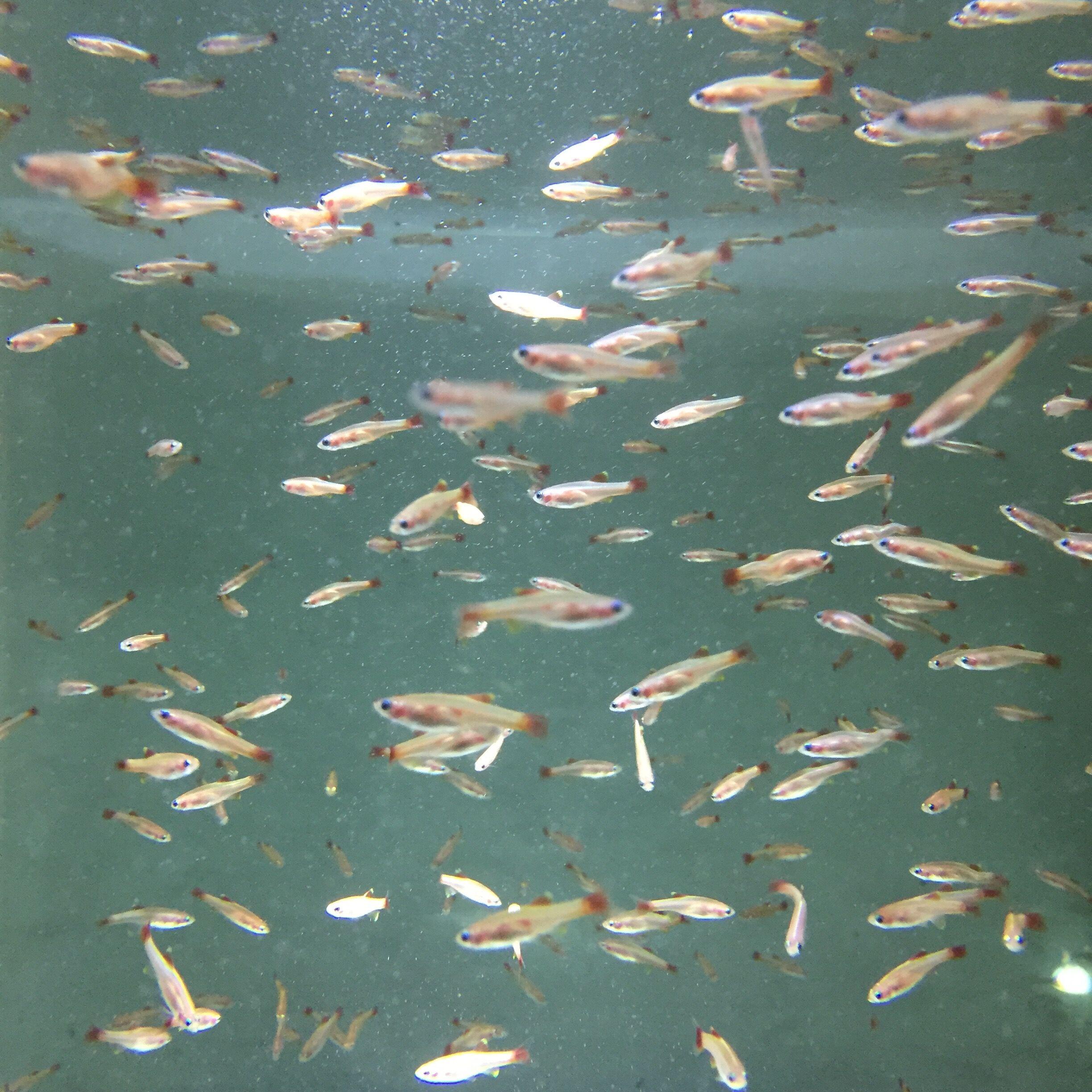 养白云金丝鱼需要过滤吗,养白云金丝鱼的缺点和优点