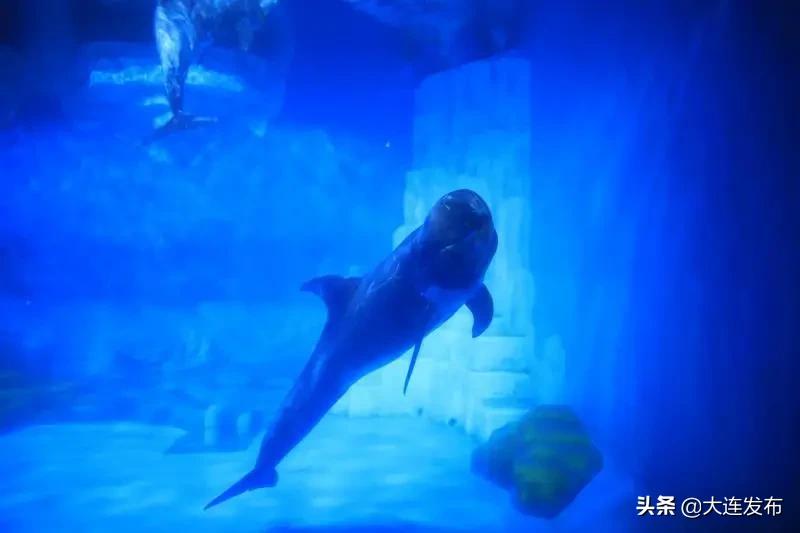 老虎滩旅游优惠,老虎滩61周岁门票优惠政策