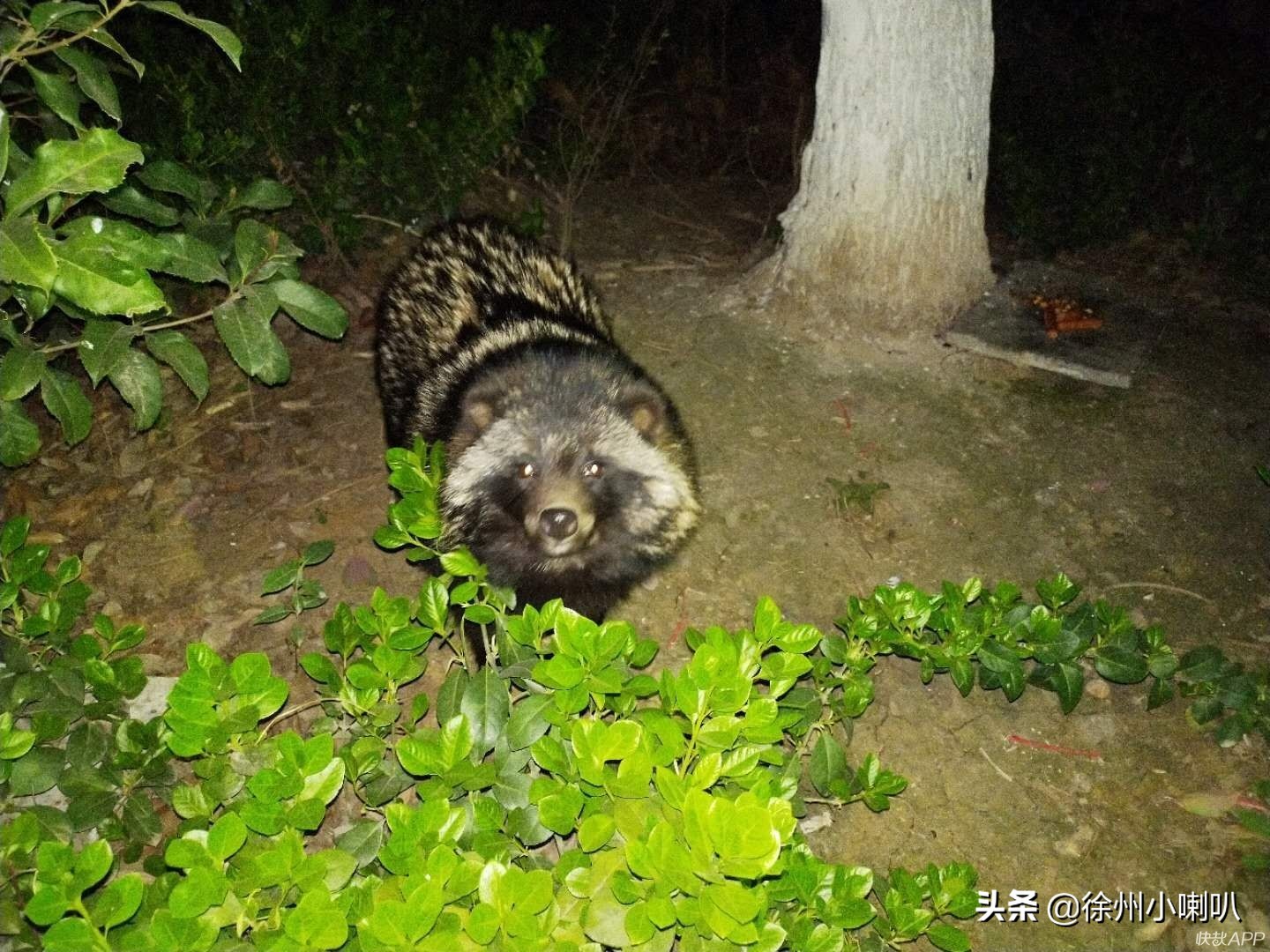 一种“貉”你见过吗？半年来它频现徐州御景湾小区，昼伏夜出