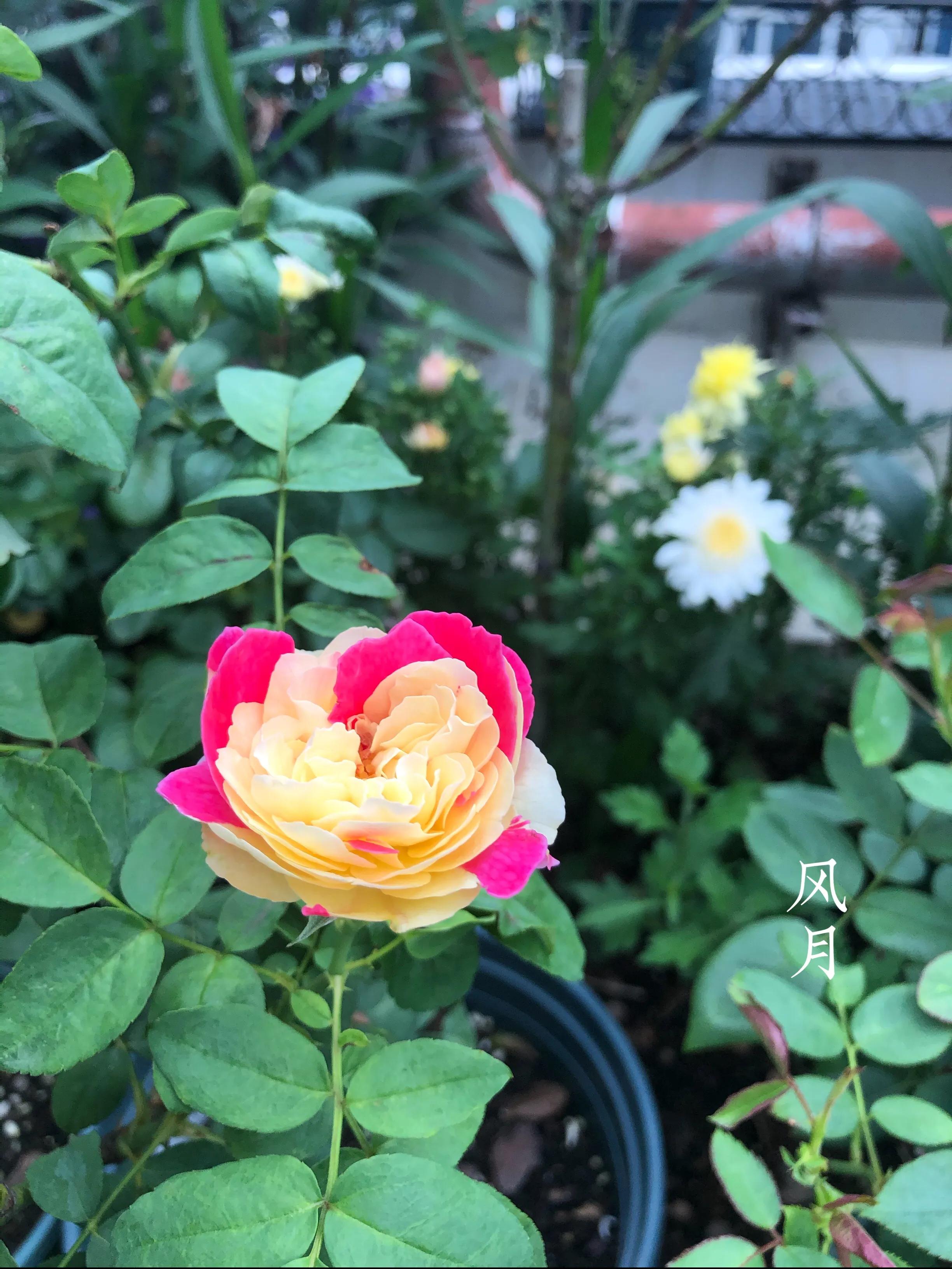 耐晒的藤本月季哪个品种好,哪些月季不适合广东